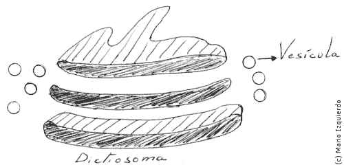 Dictiosoma y vesículas