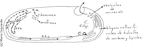 Retículo endoplasmático