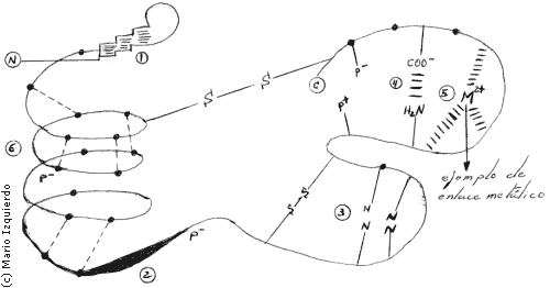 Estructura ternaria de las proteinas