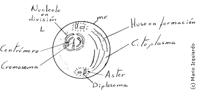 Mitosis celular - profase