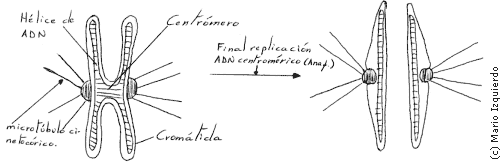 Mitosis celular - Cromosoma metafásico