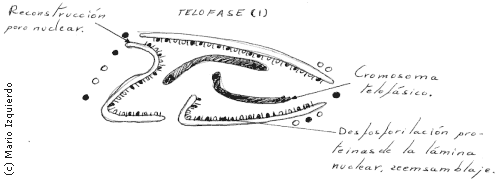 Mitosis celular - Telofase(1)