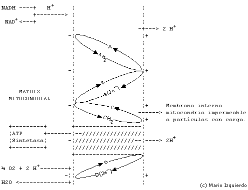 Fosforilación