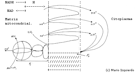 Fosforilación