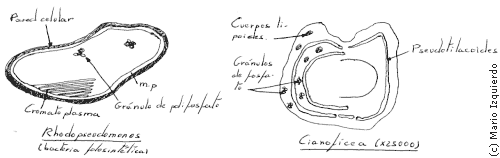 Estructura de las algas cianofíceas