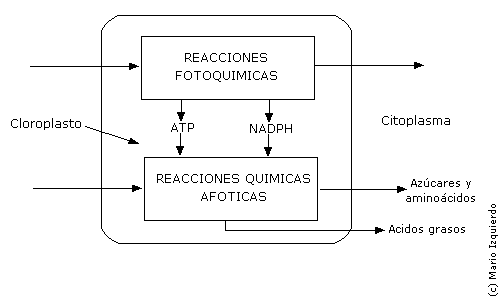 Reacciones en la fotosíntesis