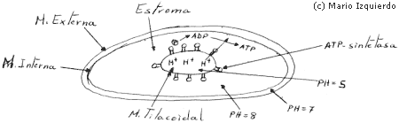 pH de los elementos de los cloroplastos