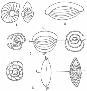 Enrrolamiento planoespiral