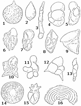 Formas de la concha