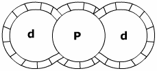 Trilocular