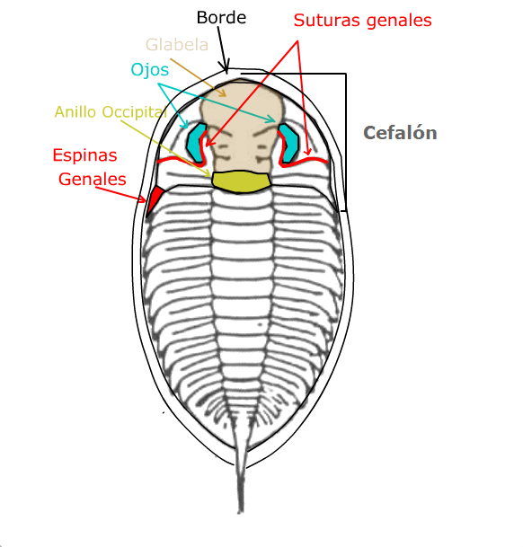 Phylum Arthropoda