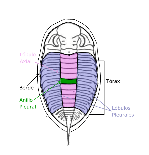 Phylum Arthropoda - Tórax