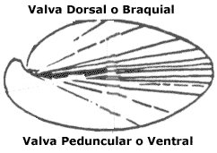 Valvas de un Braquiópodo