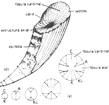 Partes de un coral