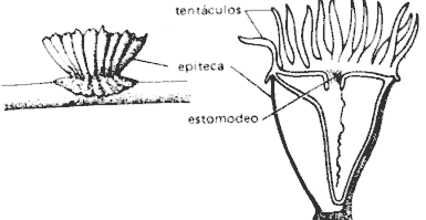 Partes de un coral