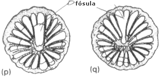 fósula