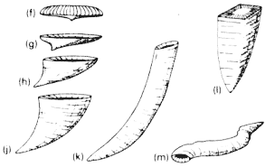 Formas de corales