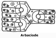 Placas de tipo Arbaciode