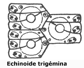 Placas de tipo Equinoide