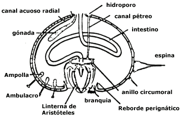 Estructura interna de un Equinodermo