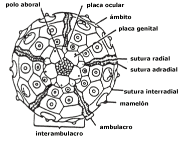 Zonas del esqueleto de un equinodermo