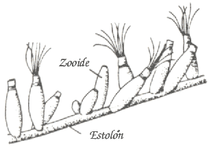 Sección de un zoario