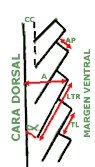 Estructura de un graptolito