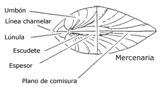 Partes de un bivalvo