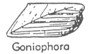 Goniopora