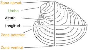 Dimensiones