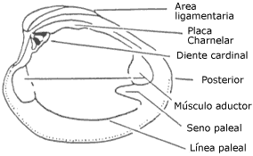 Posterior