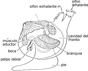 Anatomía