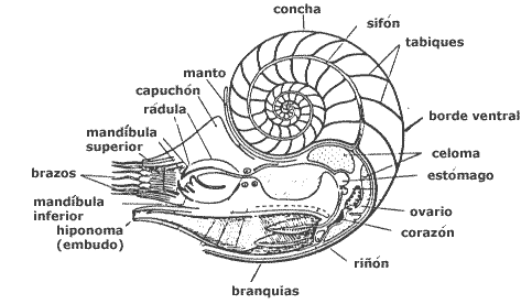 Morfología general cefalópodo concha externa