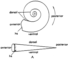 Orientación convencional Cephalopoda