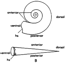 Orientación Hipótesis Cephalopoda