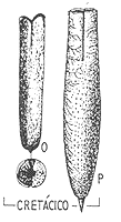 Belemnitella mucronata