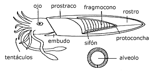 Estructura genérica de un coleoideo