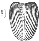 Lamellaptychus