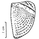 Granulaptychus