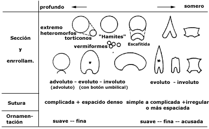 Relación espira-ornamentación-sutura y profundidad