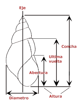 Medidas de la concha