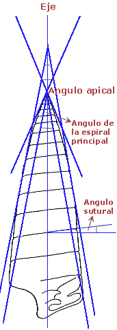 Angulos suturales