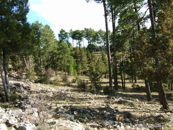 Buenache de la Sierra: Facies Utrillas