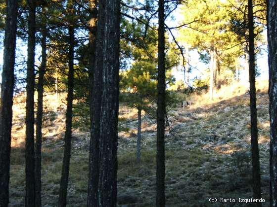 Torcas de los Palancares