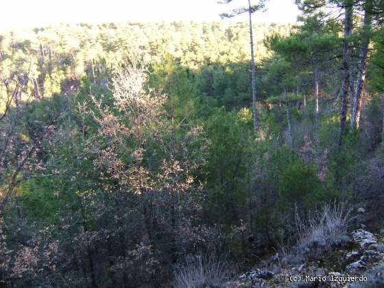 Torcas de los Palancares