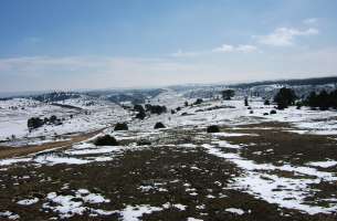 Polje