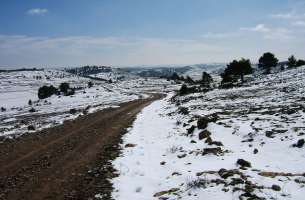 Polje