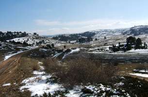 Polje