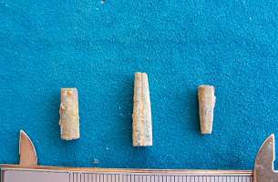 Pelegrina: Belemnites