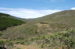 Valdesotos: Pérmico (paleobotánica)